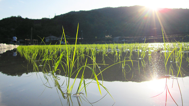 田植え